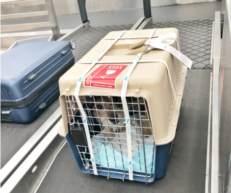 黄浦宠物托运 宠物托运公司 机场宠物托运 宠物空运